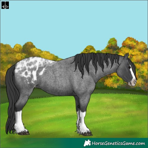 Horse Color:Blue Ice Roan Splash Frame Appaloosa 