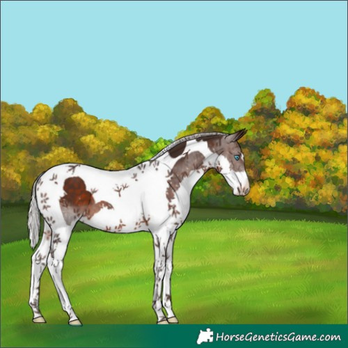 Horse Color:Silver Brown Splash Tobiano 