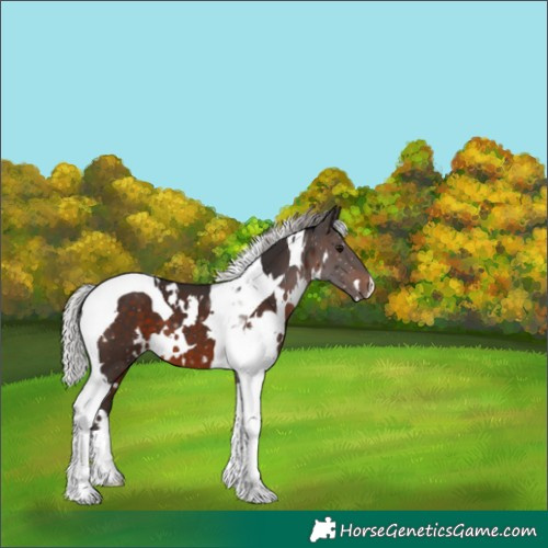 Horse Color:Unknown 