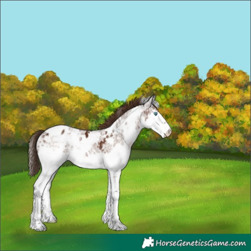 Horse Color:Unknown 