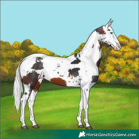 Horse Color:Bay Harlequin Merle Splash Tobiano