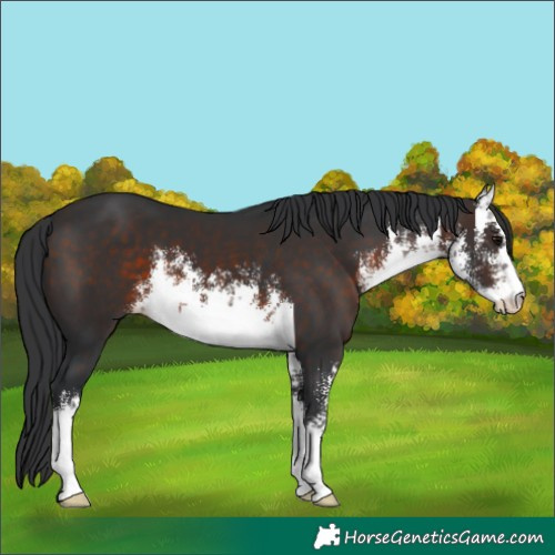 Horse Color:White Spotted Brown 