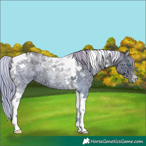 Horse Color:Buckskin Ice Snowdrop Tobiano