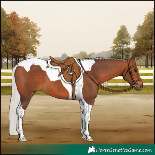 Horse Color:Silver Brown Tobiano 