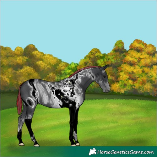 Horse Color:ERROR: UNKNOWN ANOMALY