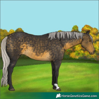 Horse Color:Silver Buckskin 