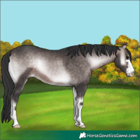 Horse Color:Platinum Bay Onyx