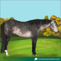 Horse Color:Gray Platinum Buckskin