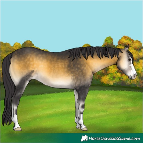 Horse Color:Buckskin Onyx 