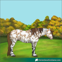 Horse Color:White Spotted Bay Dun Appaloosa