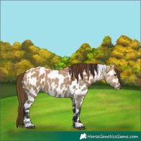 Horse Color:White Spotted Bay Dun Appaloosa