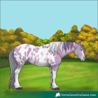 Horse Color:Watercolor Brown Pearl Sabino Tobiano Appaloosa 