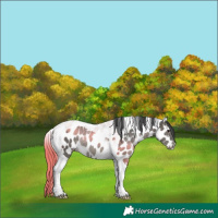 Horse Color:Grullo Tobiano Appaloosa