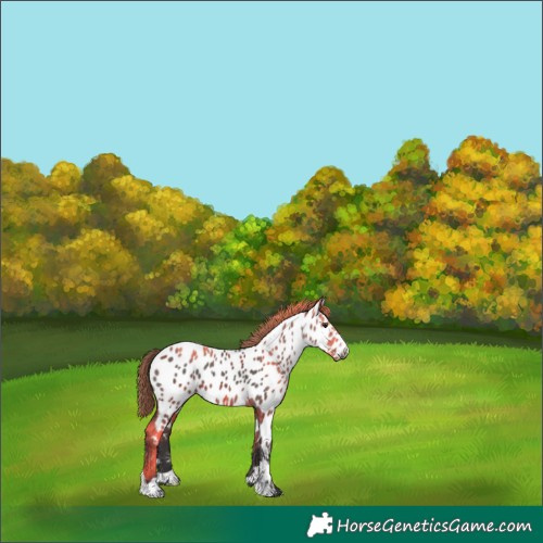 Horse Color:Smoky Grullo Near Leopard 