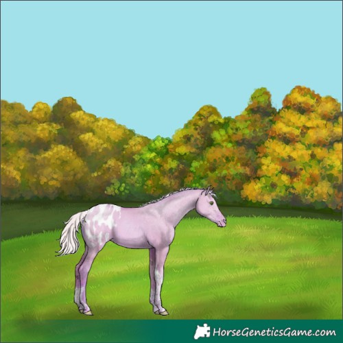 Horse Color:Watercolor Silver Classic Champagne Dun Tobiano Appaloosa