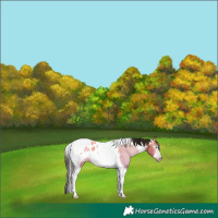 Horse Color:Gray Sable Champagne Dun Tobiano Frame Appaloosa