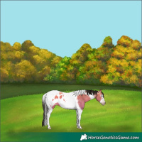 Horse Color:Gray Sable Champagne Dun Tobiano Frame Appaloosa 