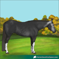 Horse Color:Gray White Spotted Liver Chestnut 