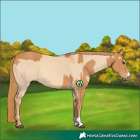 Horse Color:Chestnut and Red Dun