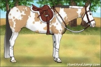 Horse Color:White Spotted Buckskin Splash 