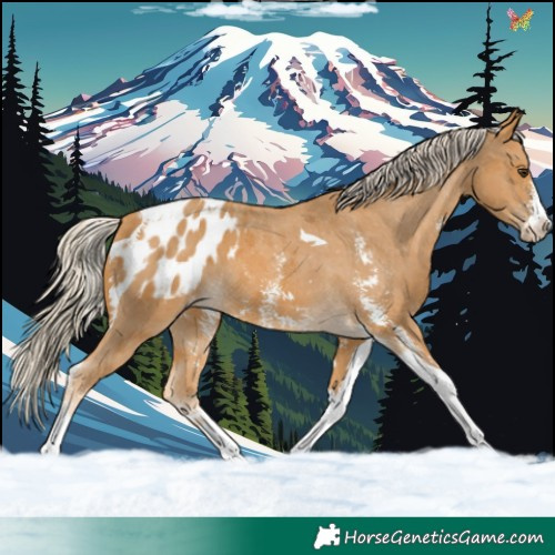 Horse Color:Palomino Sabino Tobiano Appaloosa