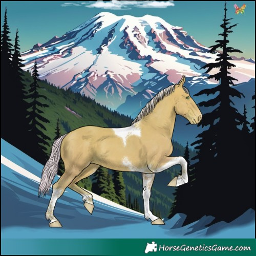 Horse Color:Watercolor Silver Sable Champagne Dun Tobiano Appaloosa 