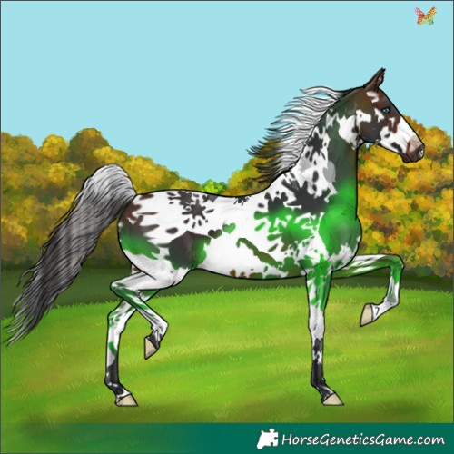 Horse Color:Brown Splash Tobiano 