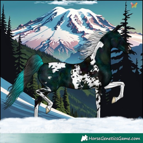 Horse Color:Midnight Buckskin Ice Tobiano 