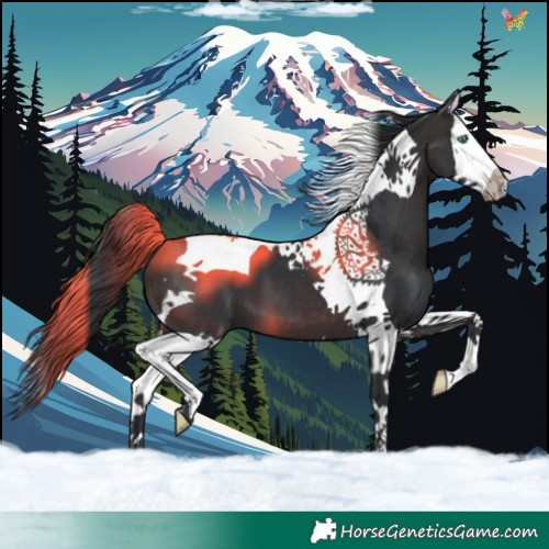 Horse Color:Brown Splash Tobiano 