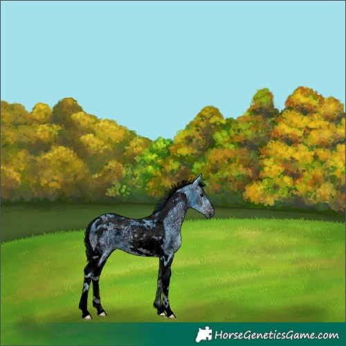 Horse Color:ERROR: UNKNOWN ANOMALY