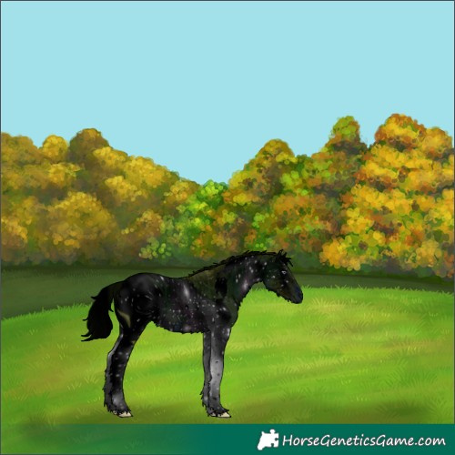 Horse Color:ERROR: UNKNOWN ANOMALY