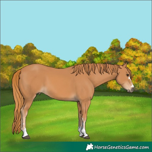 Horse Color:Chestnut 