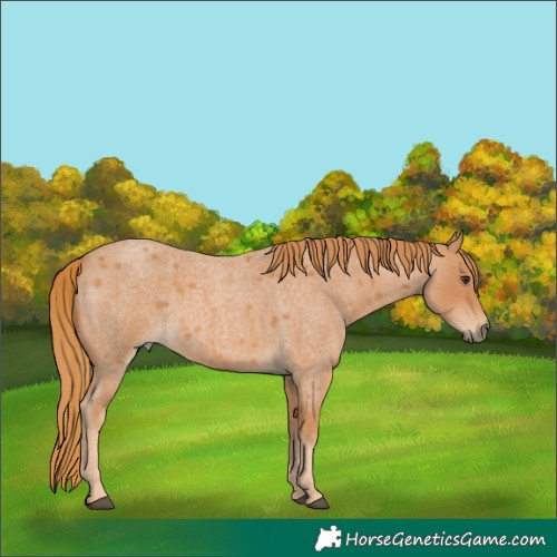 Horse Color:Red Roan 
