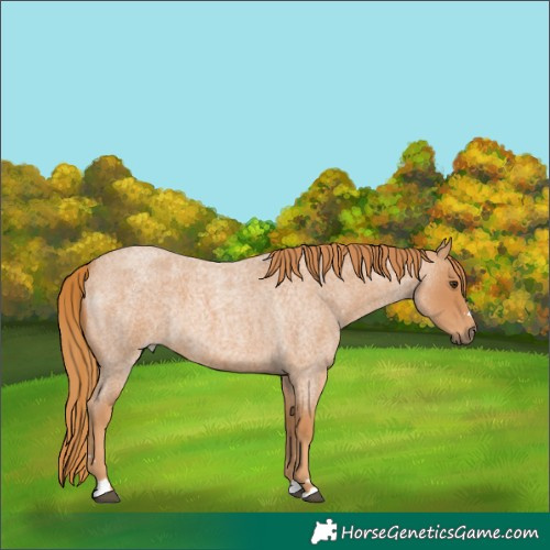 Horse Color:Red Roan 