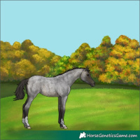 Horse Color:Buckskin Roan Tobiano 