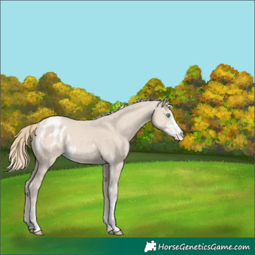Horse Color:Smoky Creme Sabino Appaloosa 