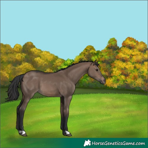Horse Color:Brown Dun 