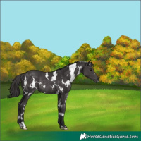 Horse Color:White Spotted Smoky Black Rabicano 