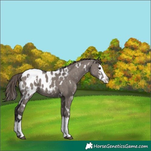 Horse Color:White Spotted Smoky Grullo Splash Appaloosa 