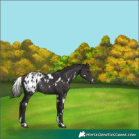 Horse Color:White Spotted Smoky Black Appaloosa Rabicano