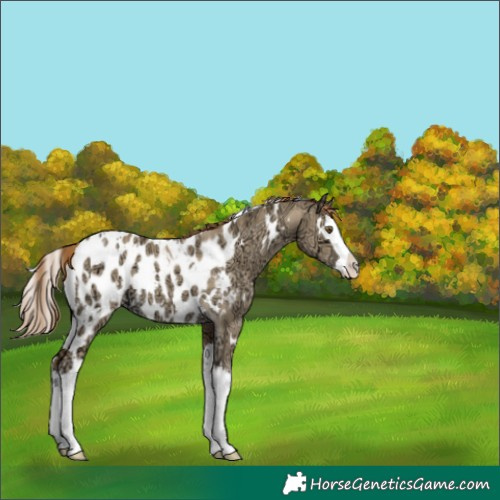 Horse Color:White Spotted Classic Cream Champagne Ice Dun Splash Appaloosa 