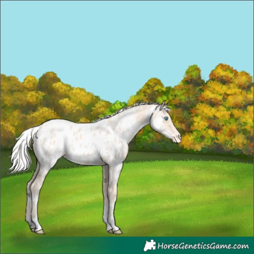 Horse Color:White Spotted Silver Perlino Appaloosa 