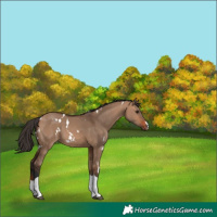 Horse Color:White Spotted Bay Dun Tobiano