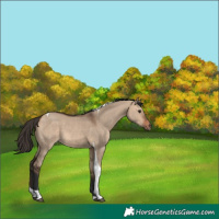 Horse Color:Bay Dun Tobiano