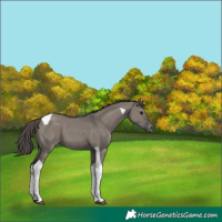 Horse Color:Grullo Tobiano Appaloosa