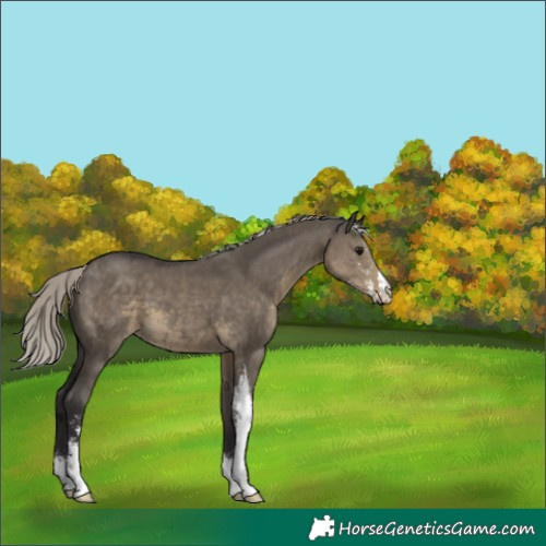 Horse Color:Silver Smoky Grullo Sabino 