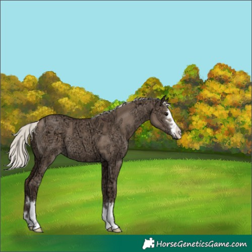 Horse Color:Silver Grullo Ice