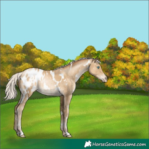 Horse Color:Gray White Spotted Silver Classic Cream Champagne Pearl Appaloosa Rabicano 