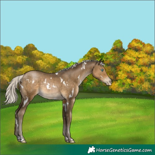 Horse Color:Gray White Spotted Silver Smoky Black Pearl 