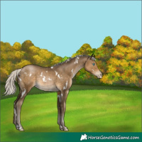 Horse Color:Gray White Spotted Silver Smoky Black Pearl 